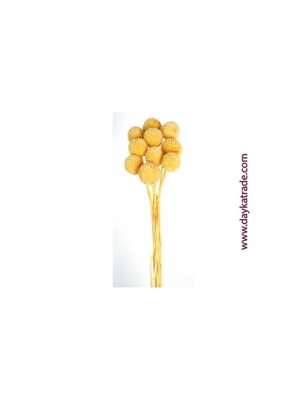 Craspedia press amarilla