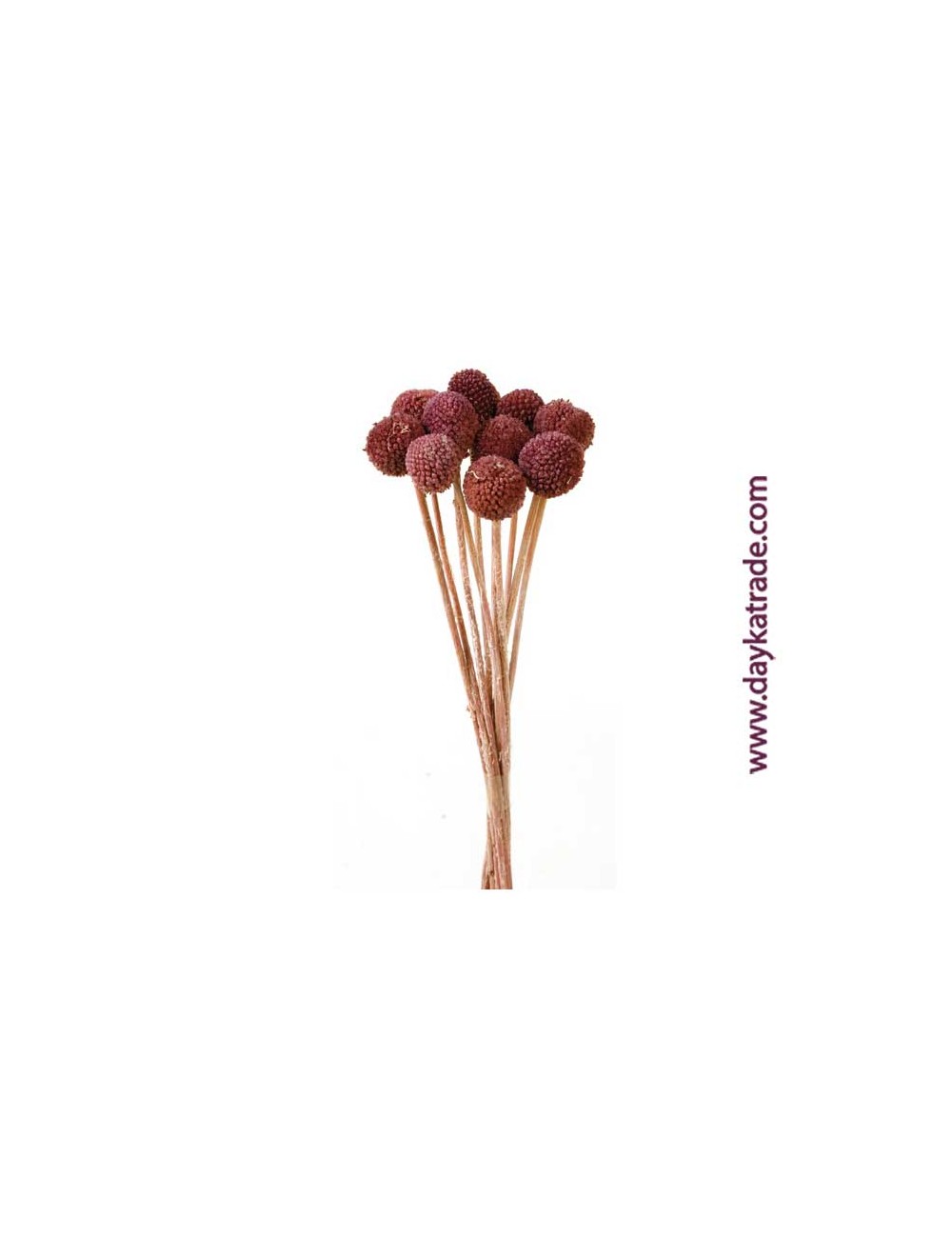 Craspedia press morada