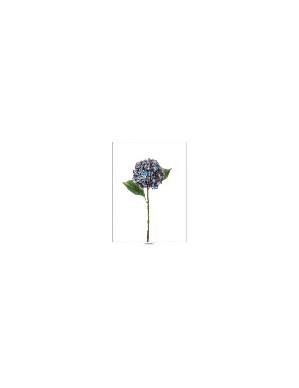 hortensia crema azul