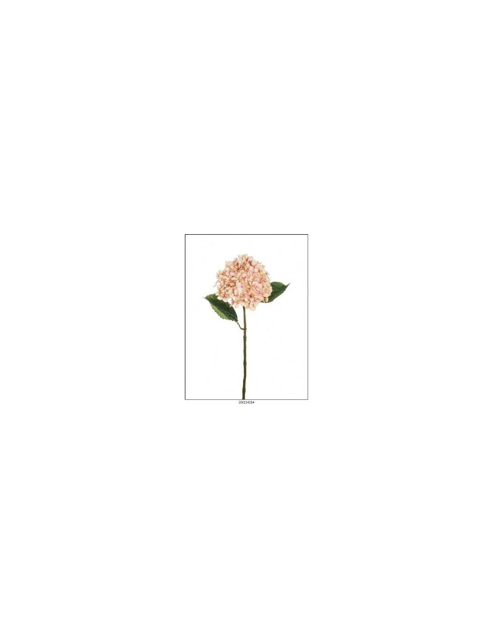 hortensia crema rosa