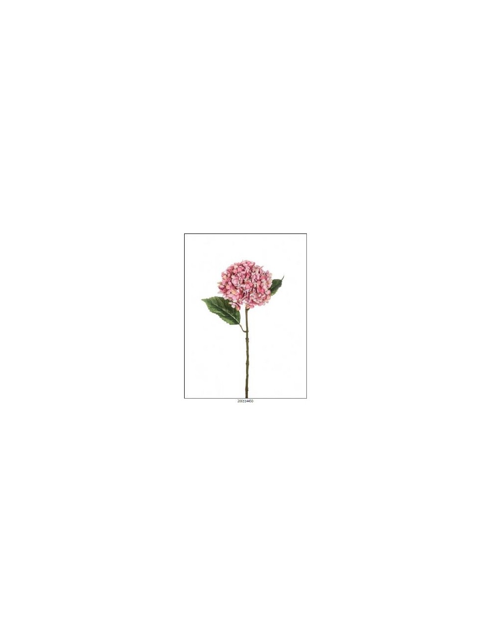 hortensia crema rosa antiguo