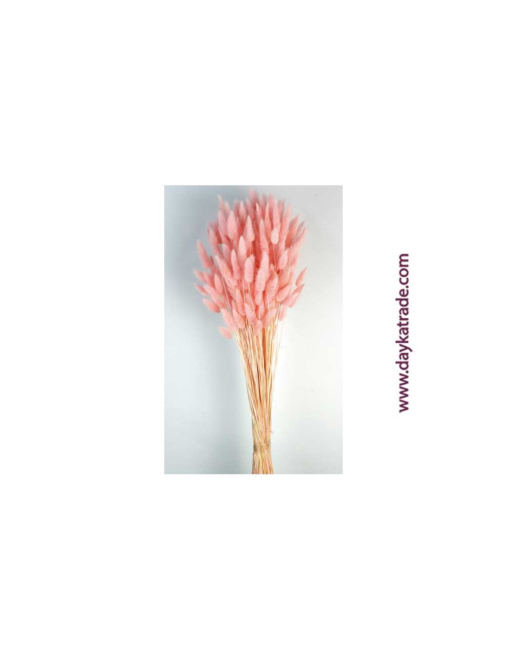 lagurus rosa