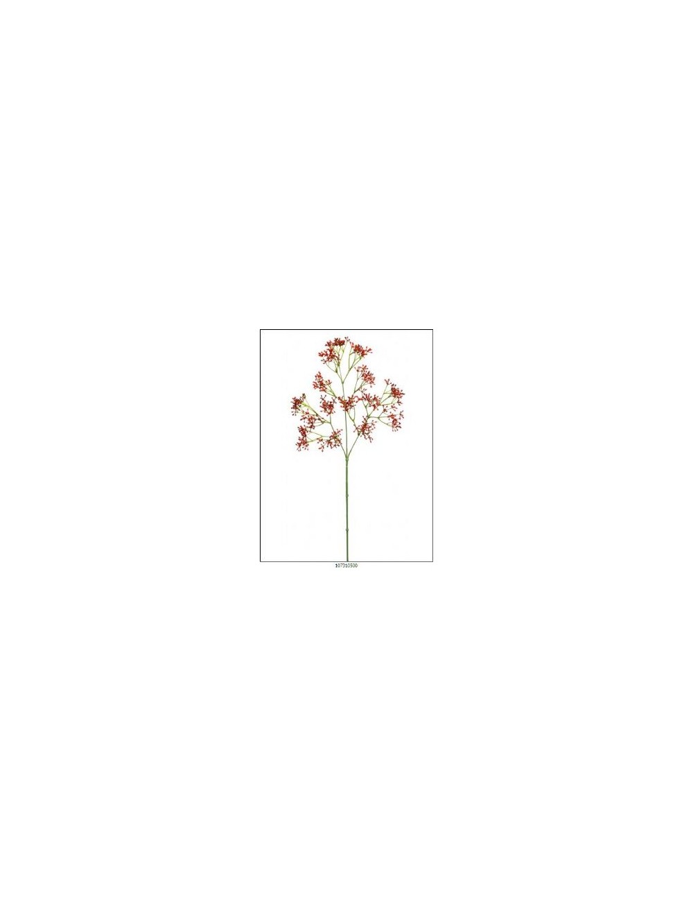 mini rama cornus rojo