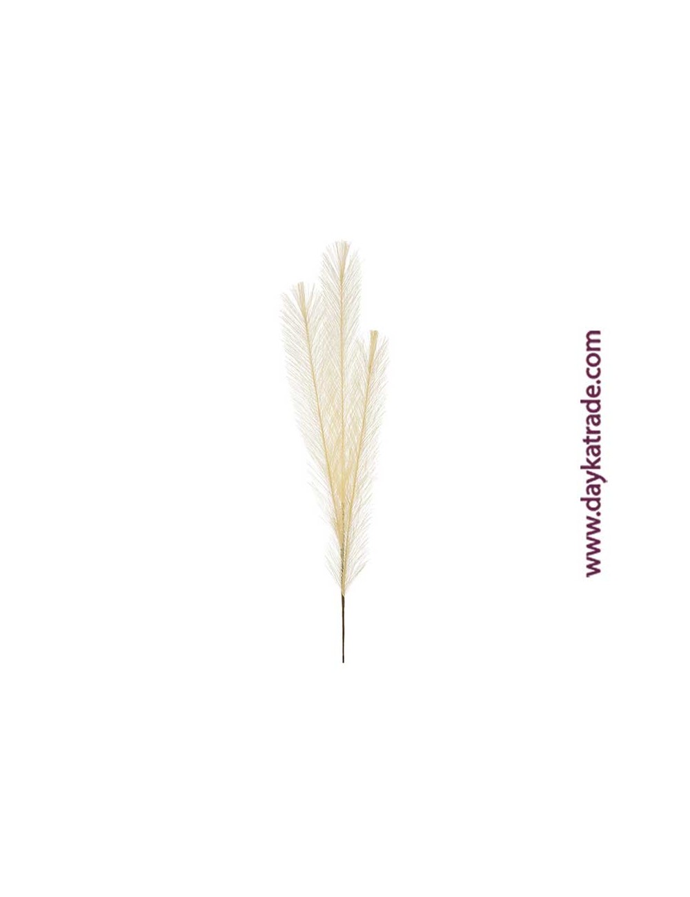 ramas pampas grass