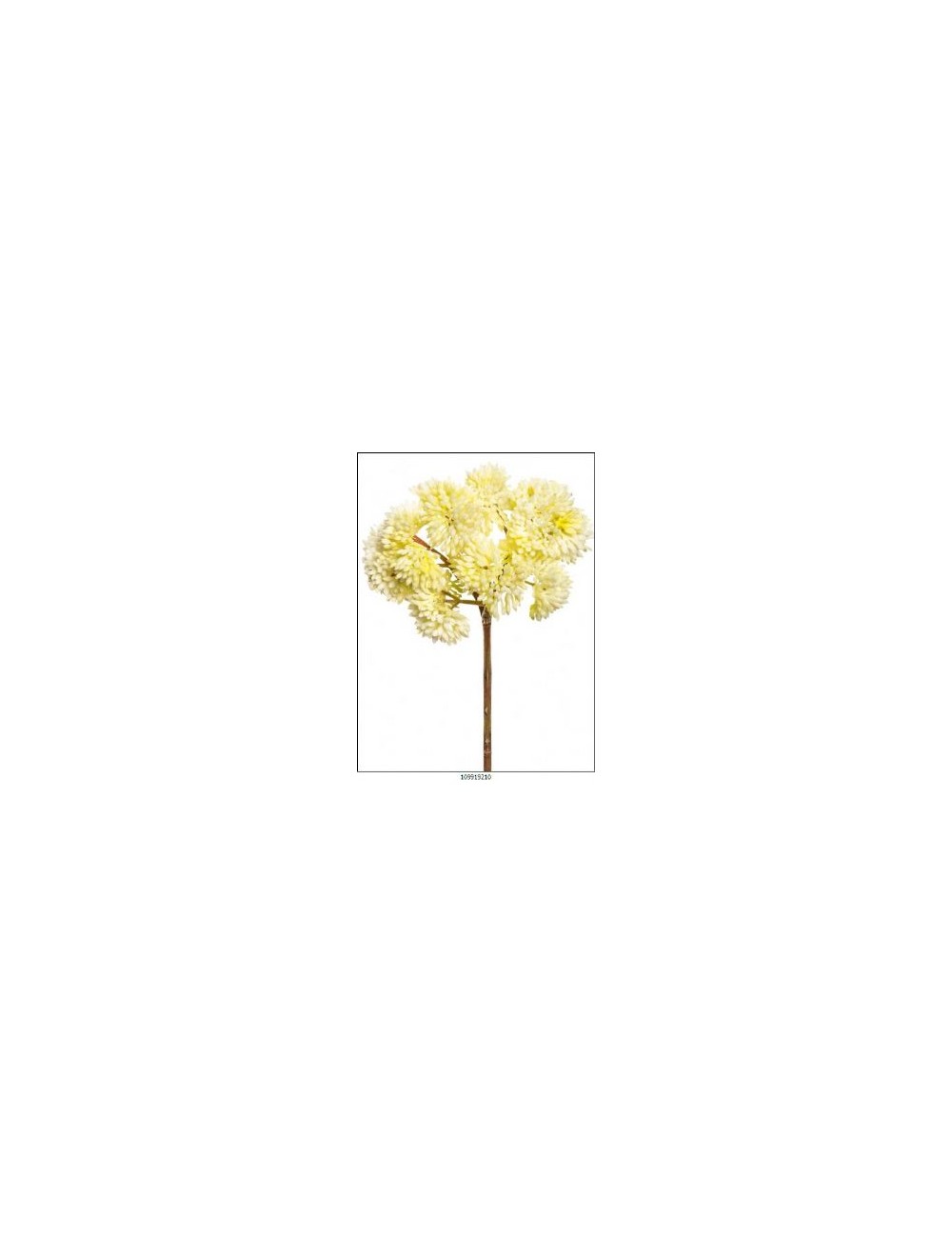 sedum crema