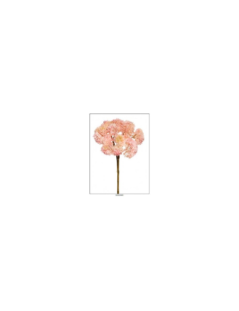 sedum rosa