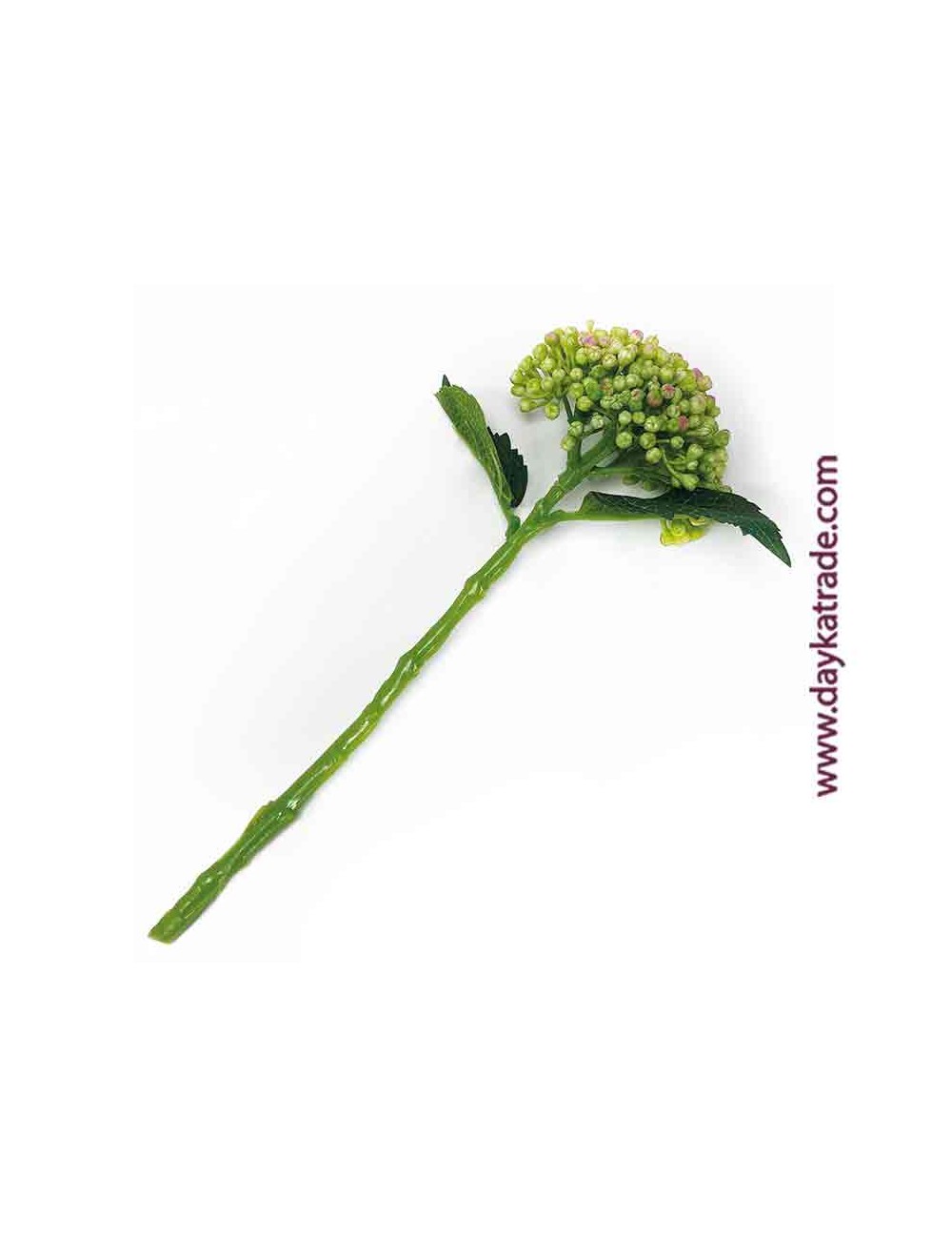 Capullo de hortensia verde