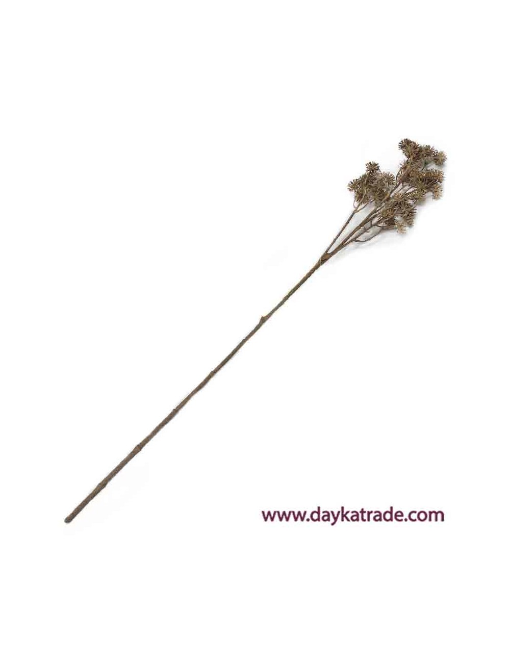 Rama de aralia gris